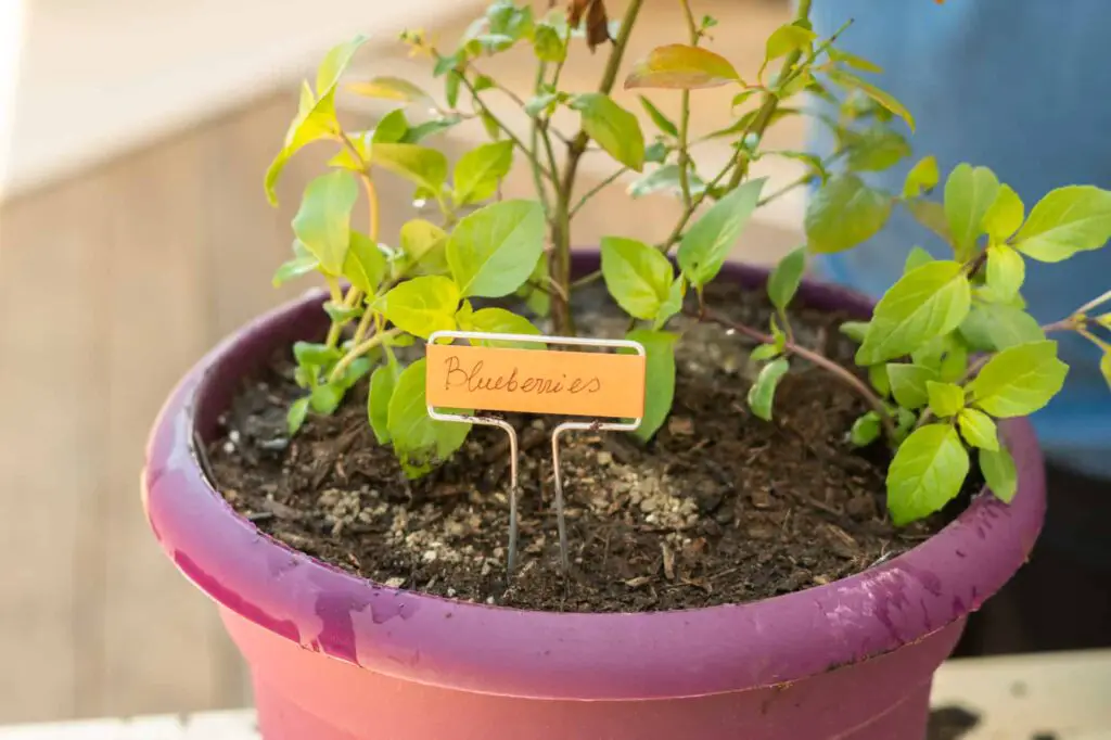 Can Blueberry Bushes Grow In Pots 