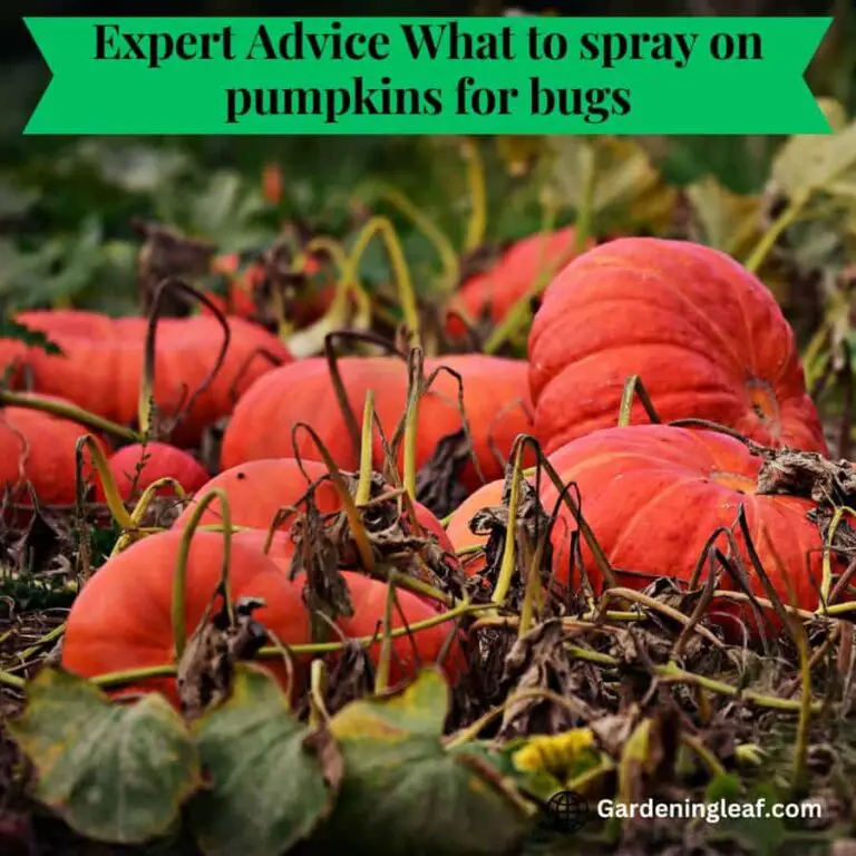 “Say Goodbye to Pumpkin Pests: Expert Tips for Bug-Free Pumpkins!