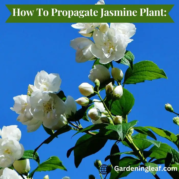 How To Propagate Jasmine Plant: A Comprehensive Guide