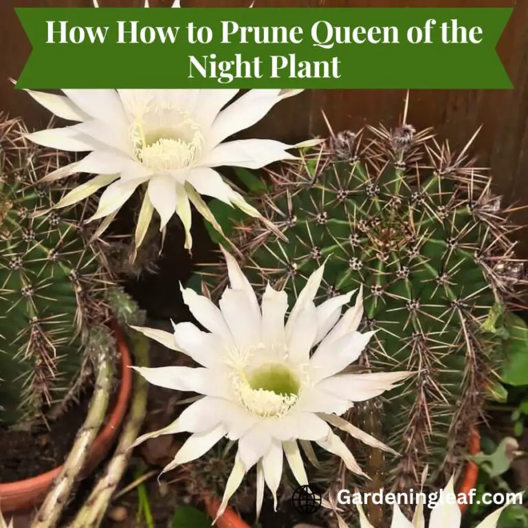 How to Prune Queen of the Night Plant : Like a Pro