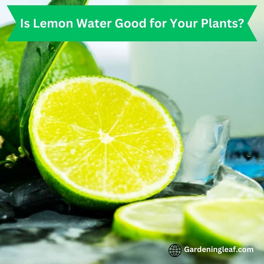 Is Lemon Water Good for Your Plant