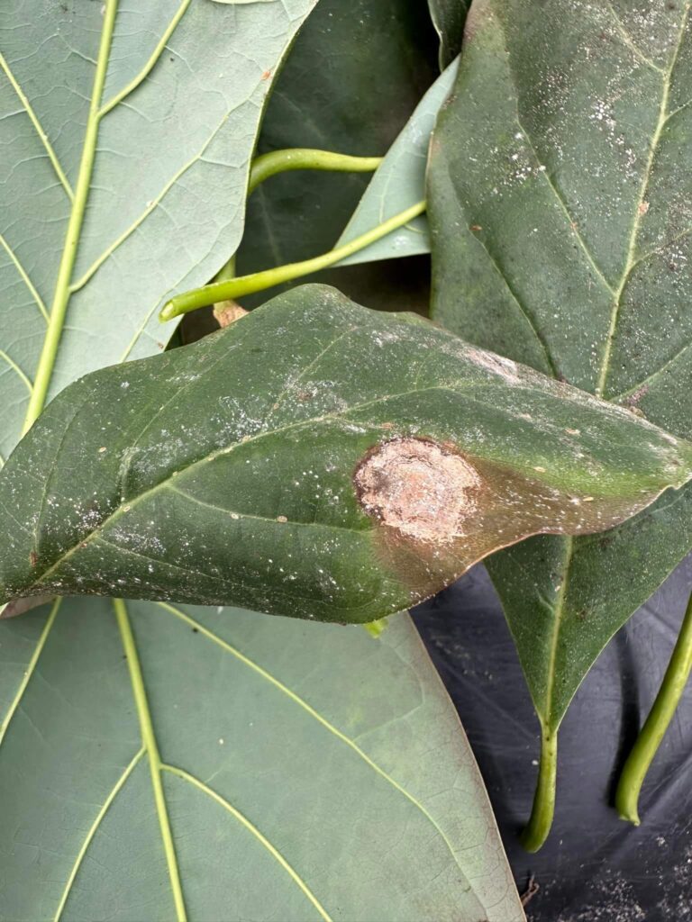 Plant that needs spraying