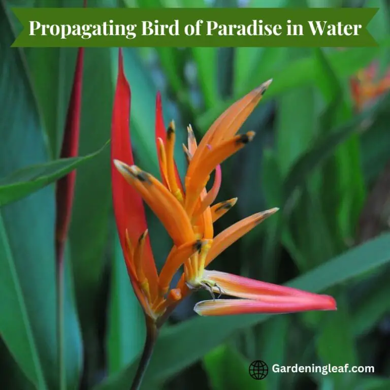 Propagating Bird Of Paradise In Water: Best Beginners Guide