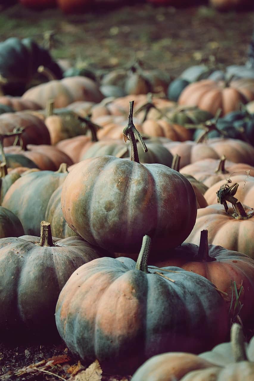 Expert Advice What To Spray On Pumpkins For Bugs