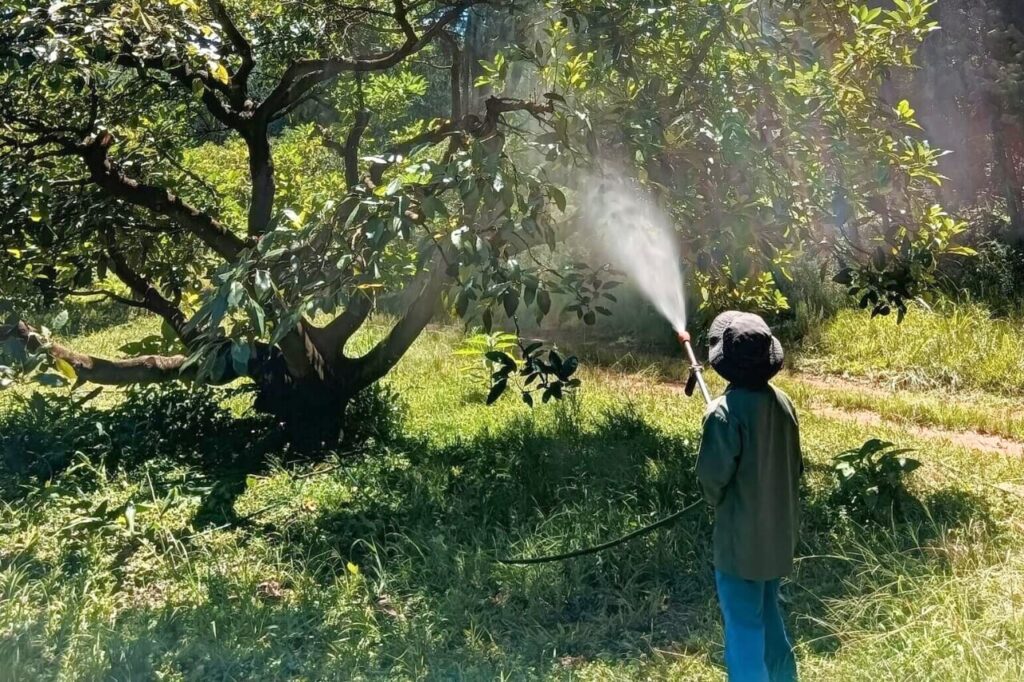 Spraying a tree