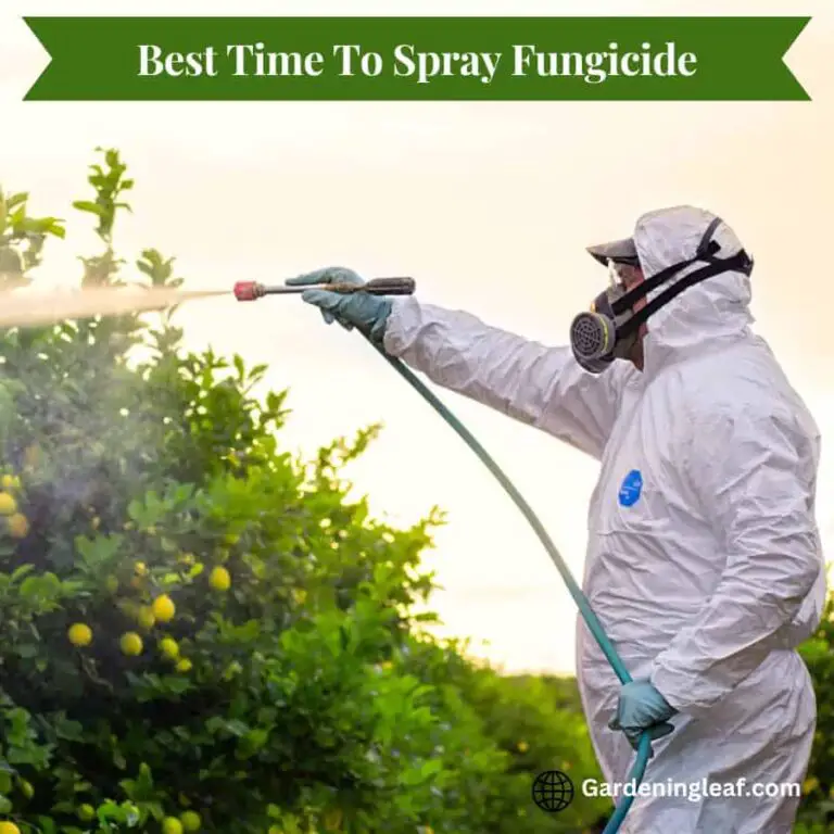 Getting The Timing Right: Best Time To Spray Fungicide