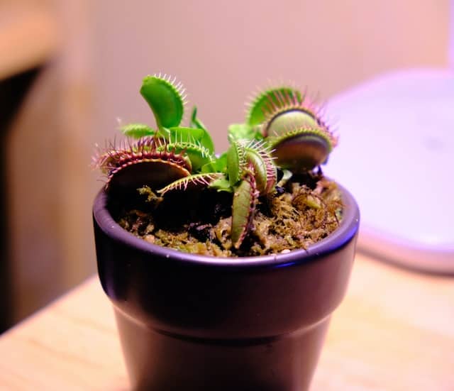 How Long Can A Venus Flytrap Live Without Food