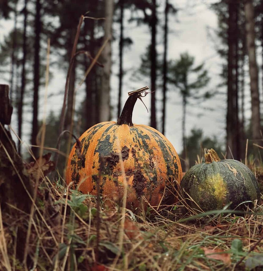 What to spray on pumpkins for bugs