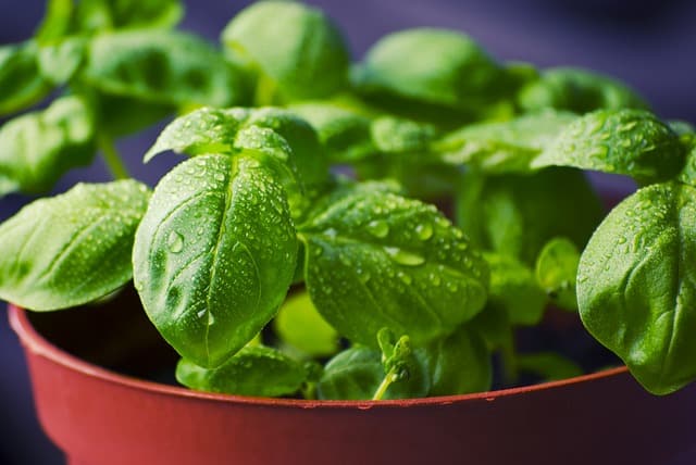 Herbs Basil