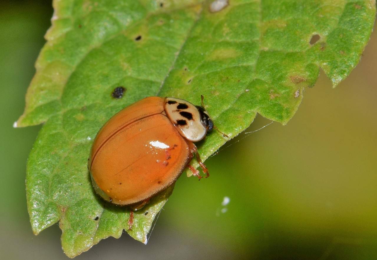 Expert Advice What to spray on pumpkins for bugs BugFree Pumpkins