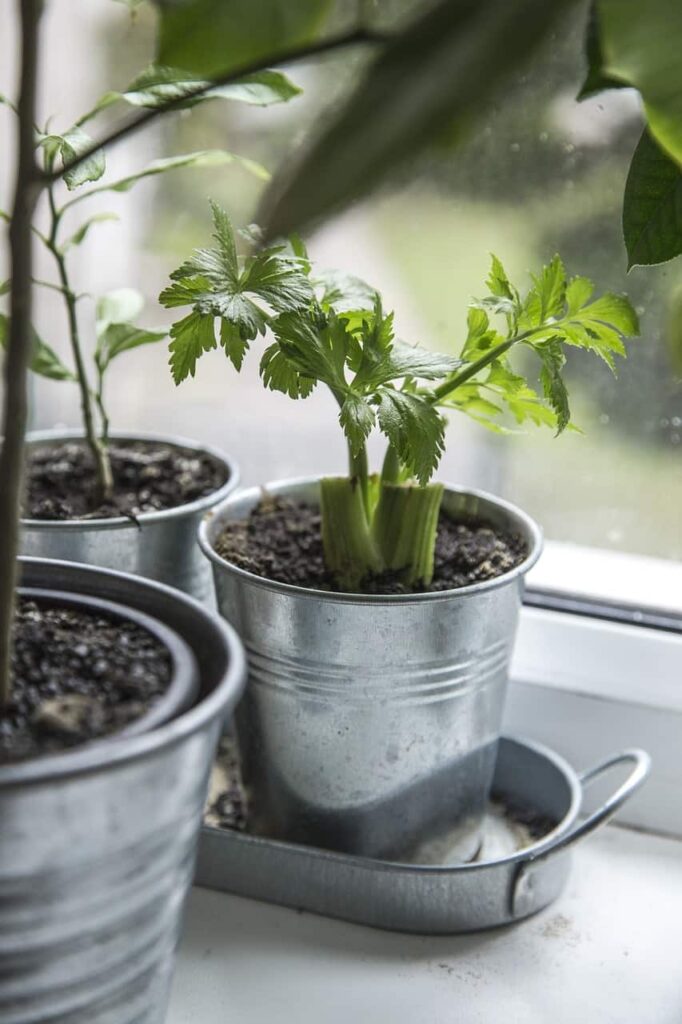 how to grow vegetables indoors without sunlight