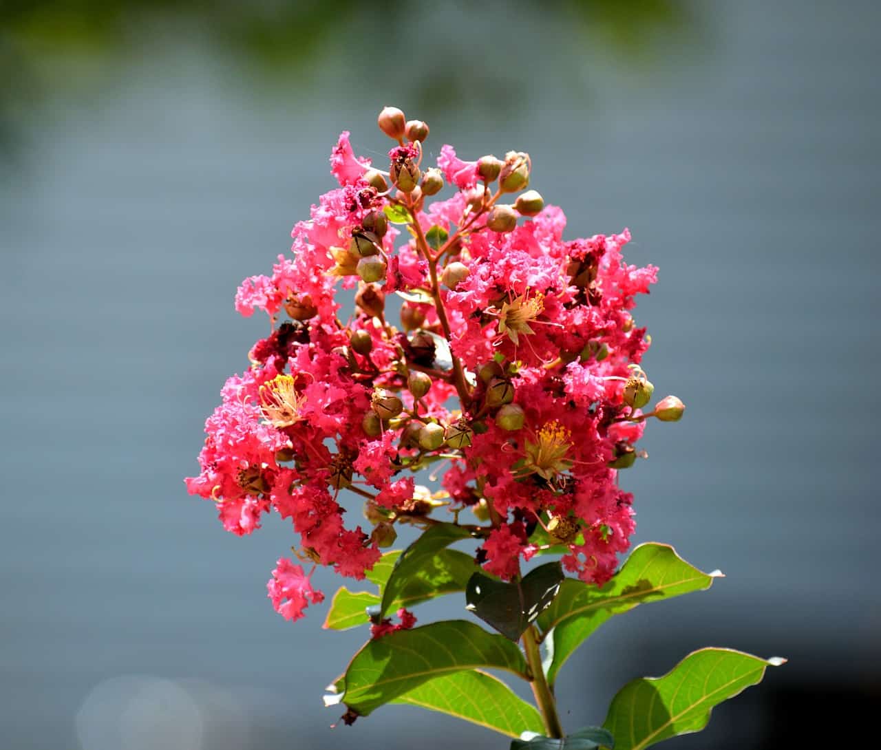 Rooting Crepe Myrtle In Water A Simple Guide For Successful Propagation