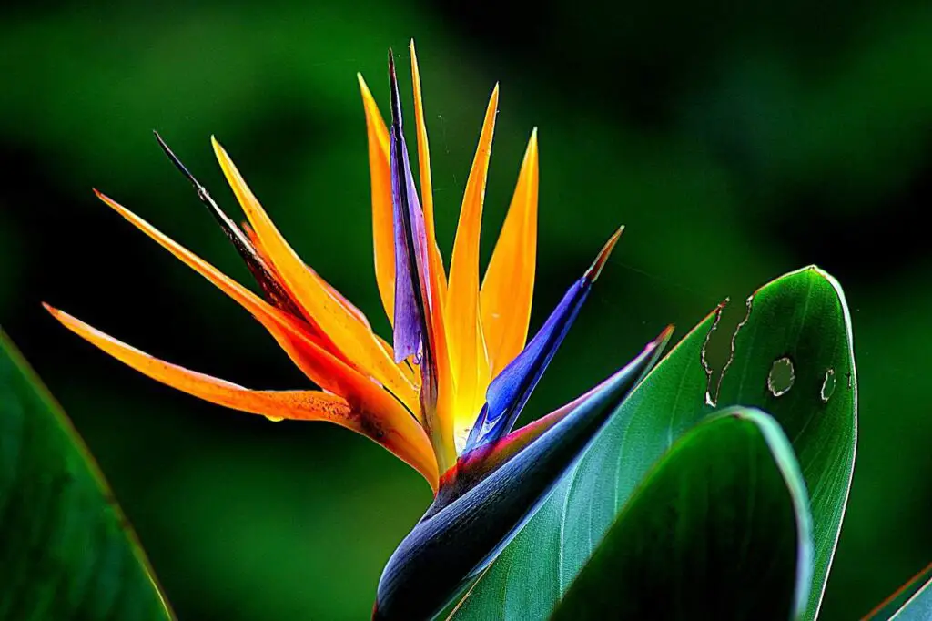 Bird Of Paradise flower