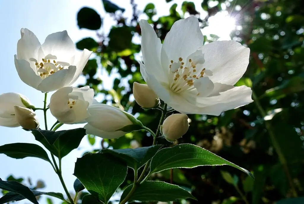 jasmine Plant