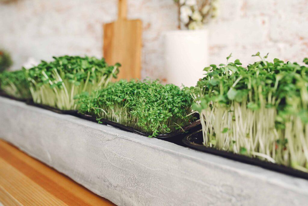 how to grow vegetables indoors without sunlight and low light