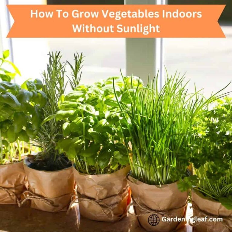 How To Grow Vegetables Indoors Without Sunlight: Top Tips