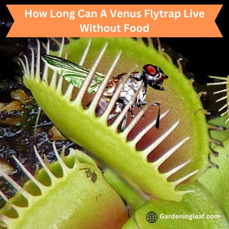 How Long Can A Venus Flytrap Live Without Food? Mystery solved