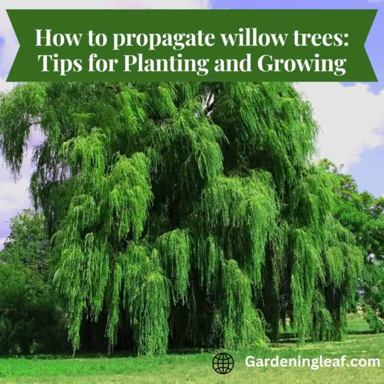 How to propagate willow trees: Tips for Planting and Growing