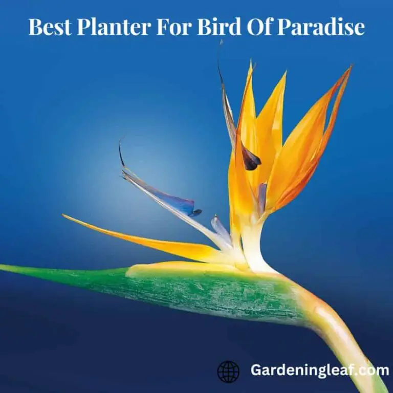 Best Planter For Bird Of Paradise : A Guide For Indoor Gardening