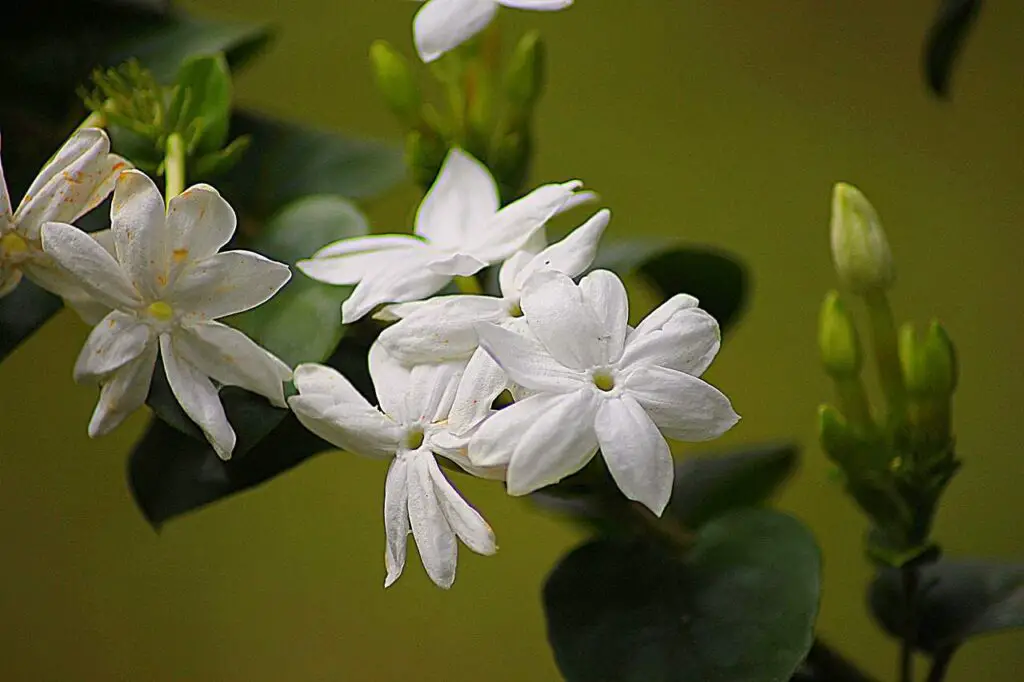 How To Propagate Jasmine Plant