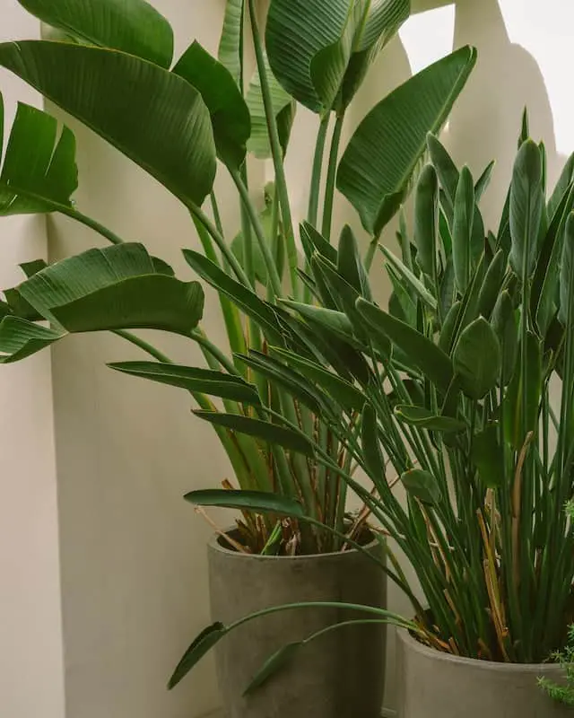 Bird Of Paradise in planter