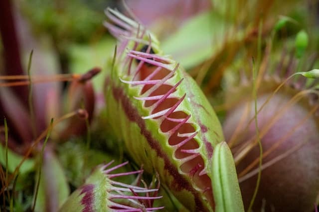  trigger hairs on a Venus flytrap's trap