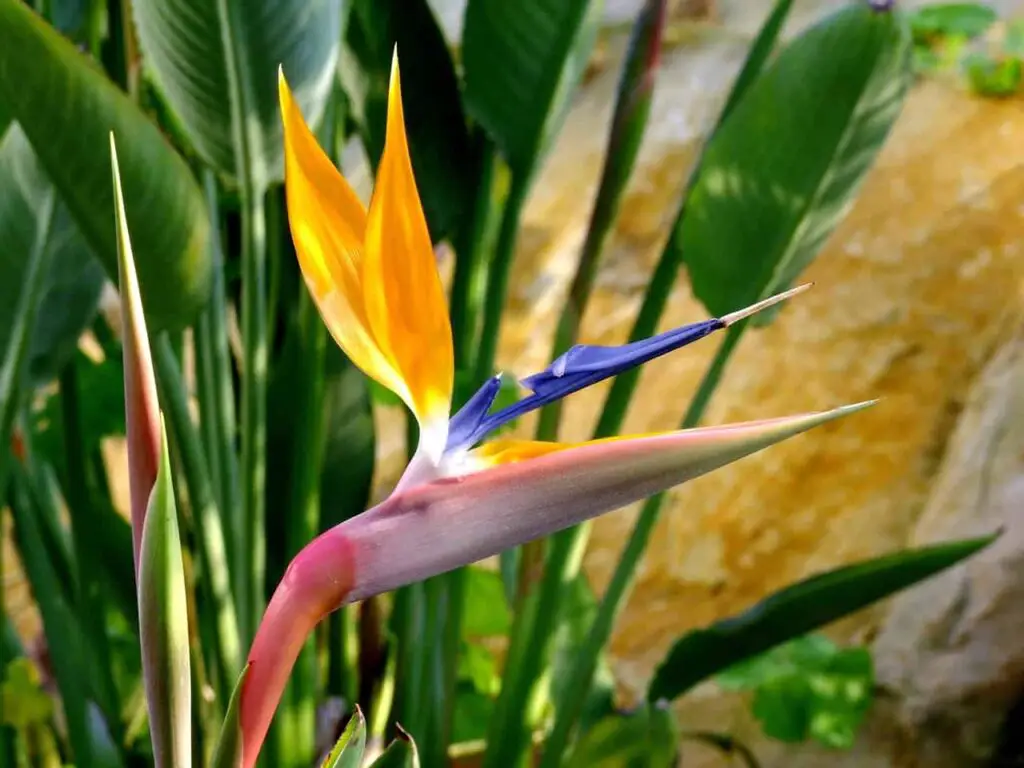 Propagating Bird Of Paradise In Water