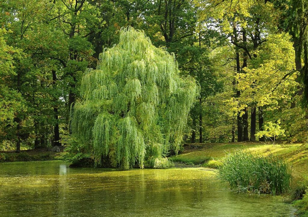 How to propagate willow trees
