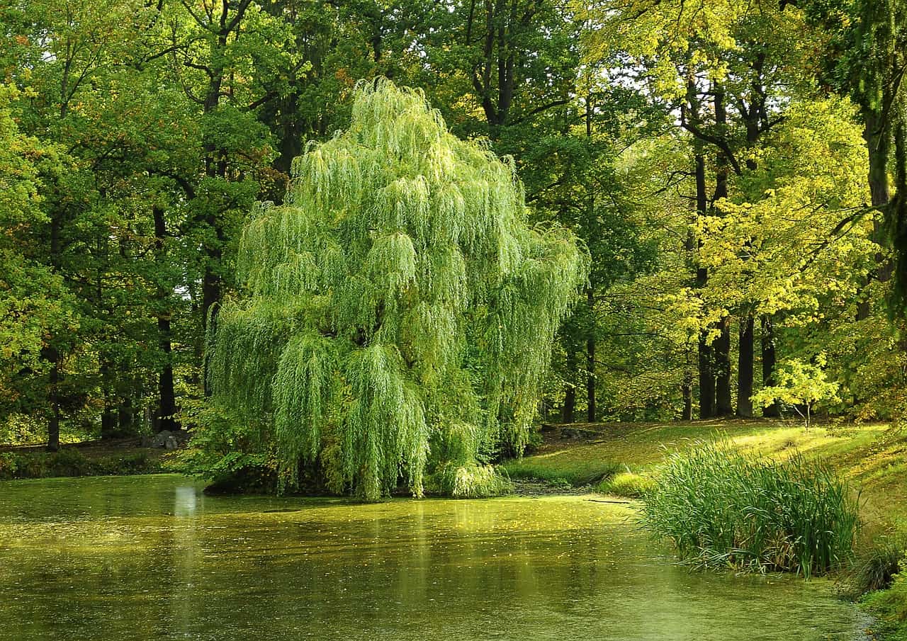 How To Propagate Willow Trees: Tips For Planting And Growing