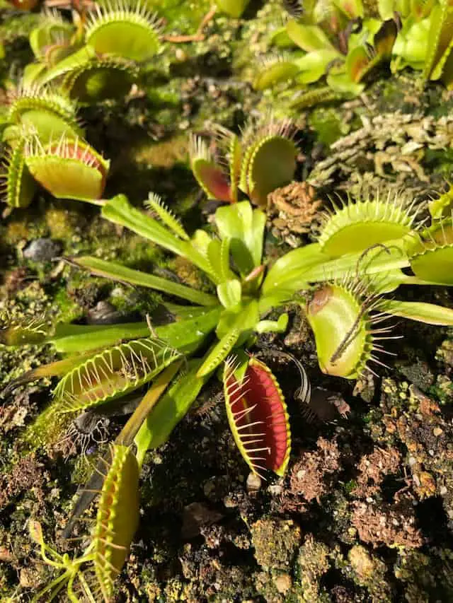 Feed Venus Flytraps