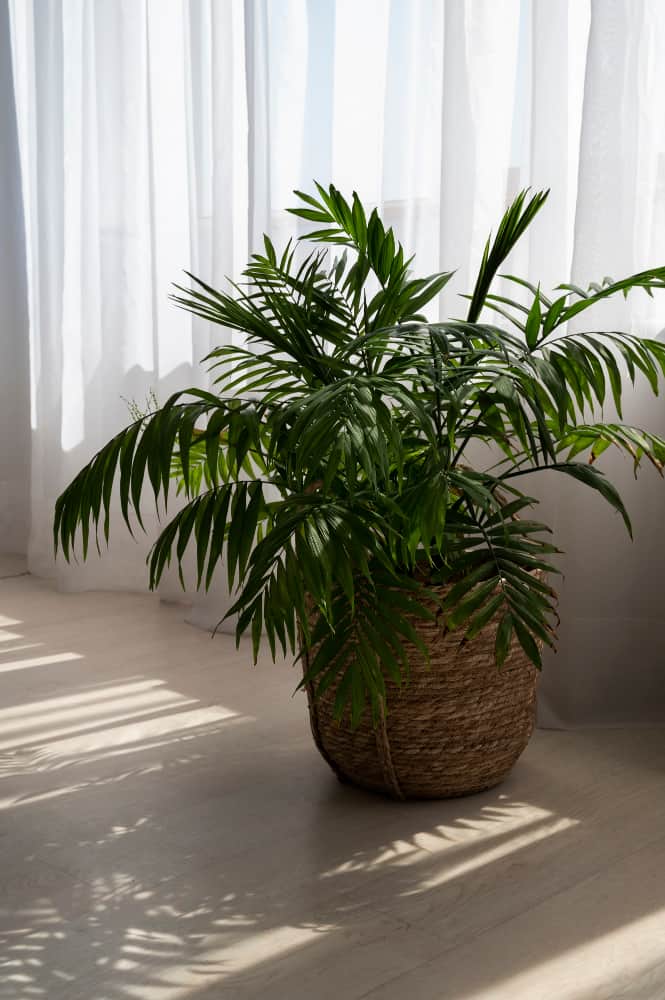 An Areca Palm Grow