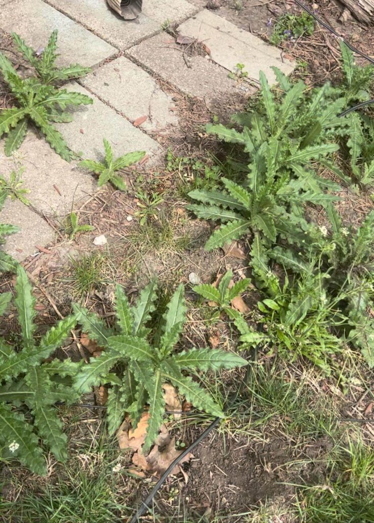 Canada thistle