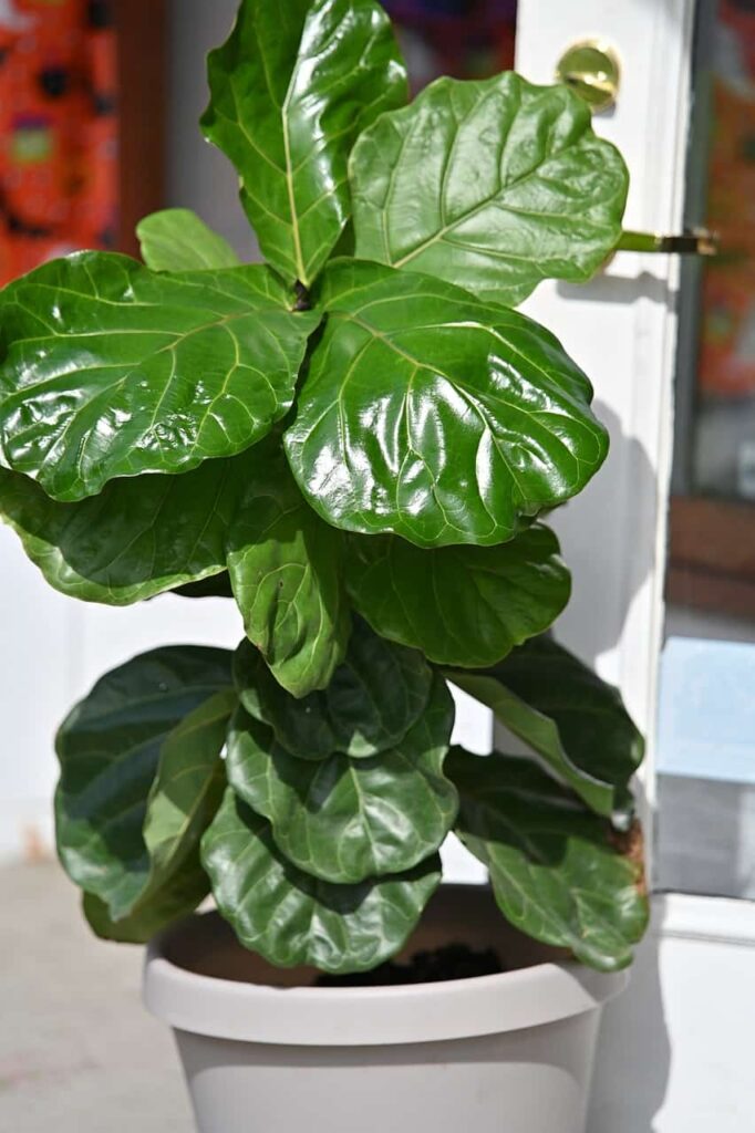 Fiddle Leaf Fig Branches