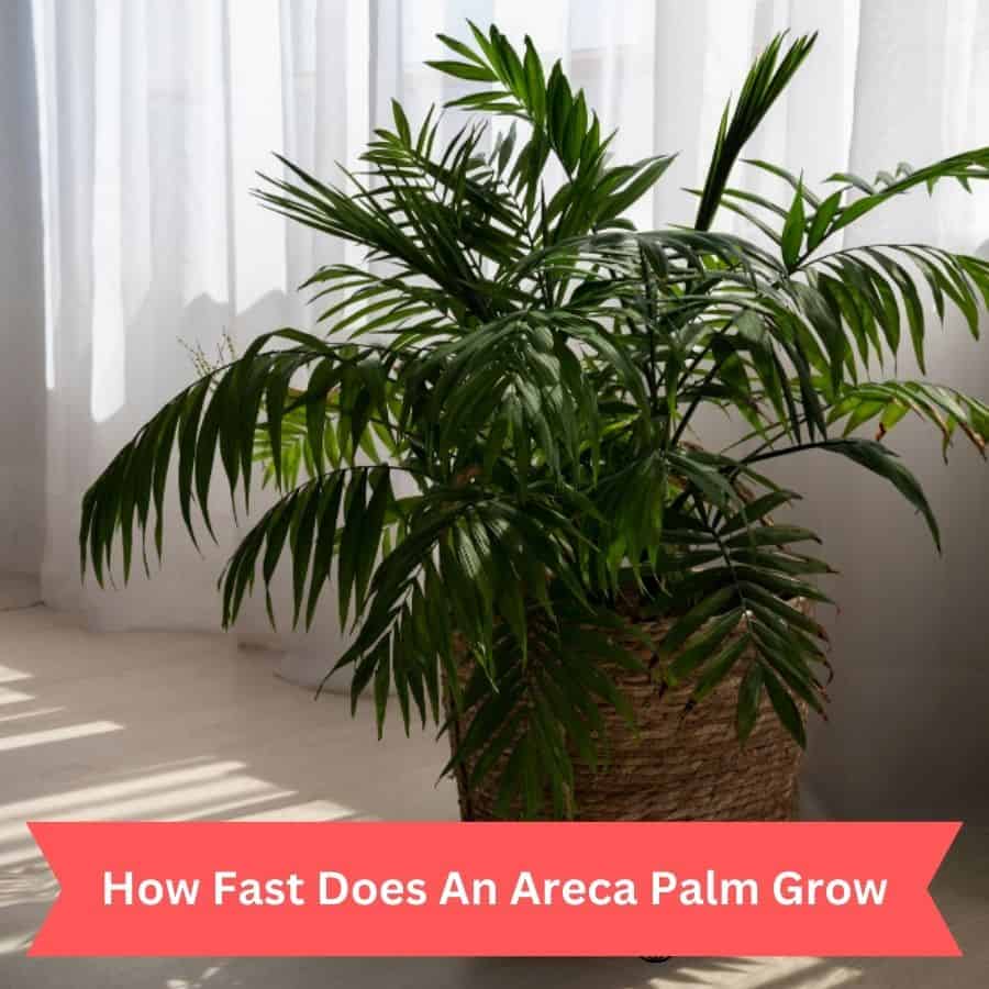 How Fast Does An Areca Palm Grow?