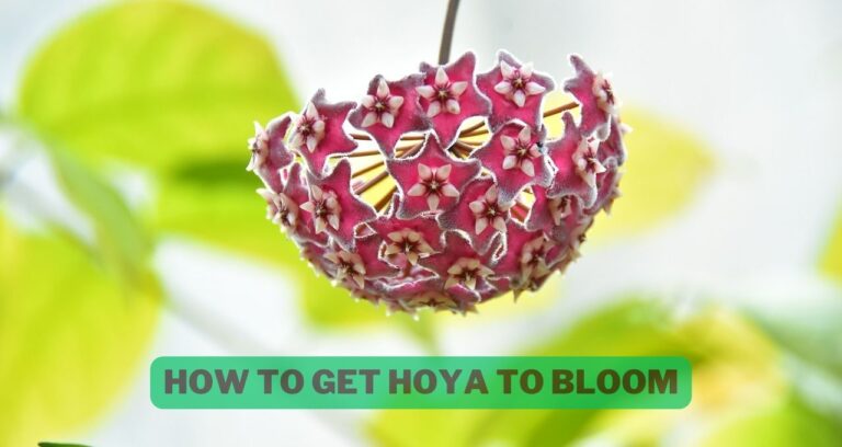 Unlocking Success: How to Get Hoya to Bloom