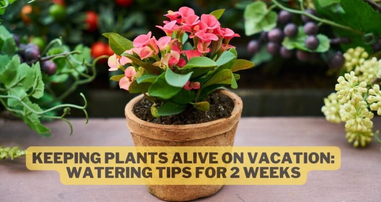 Keeping Plants Alive on Vacation: Watering Tips for 2 Weeks
