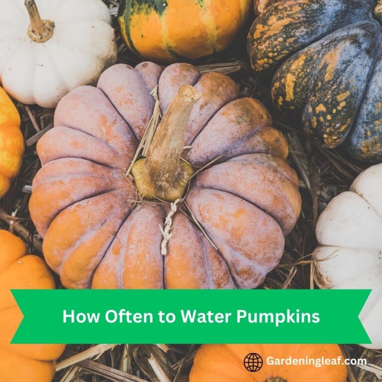 How Often to Water Pumpkins: Essential Tips for Success