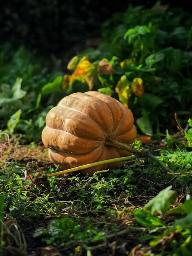  how often to water pumpkins