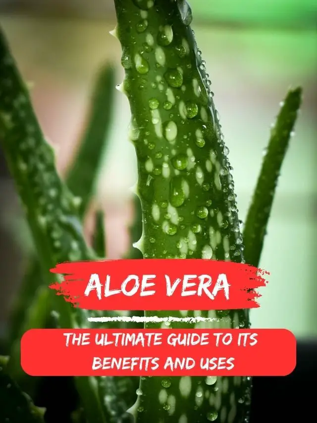 Aloe Vera: The Ultimate Guide to Its Benefits and Uses