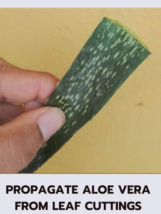 Propagate Aloe Vera From Leaf Cuttings