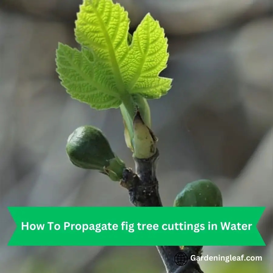 How To Propagate fig tree cuttings in Water