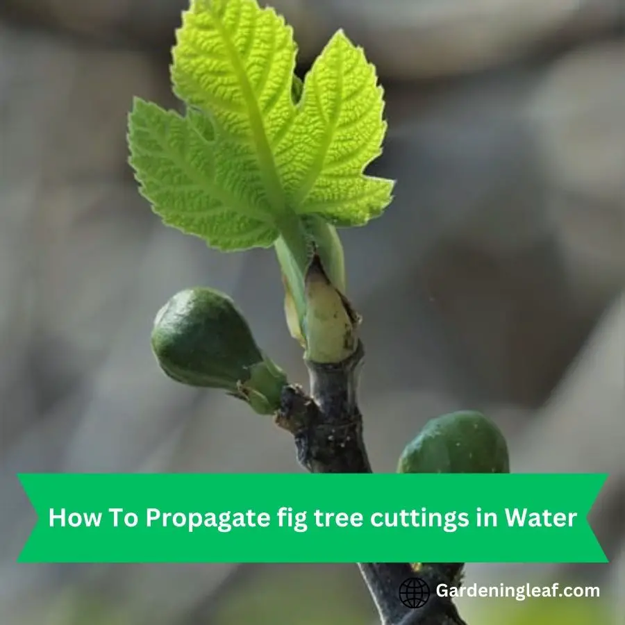 Master The Art Of Propagating Fig Tree Cuttings In Water 