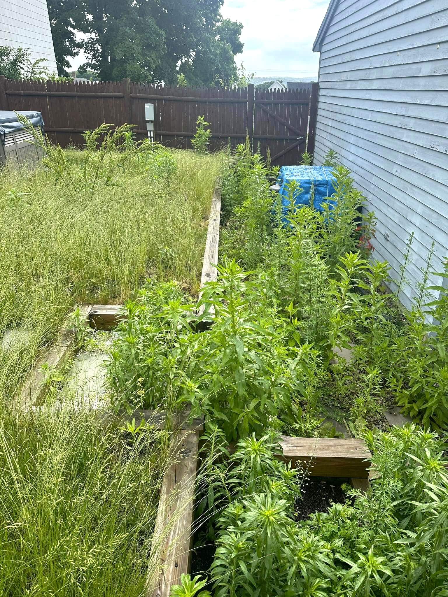 planting-grass-seed-after-weed-killer-timing-tips-gardening-leaf