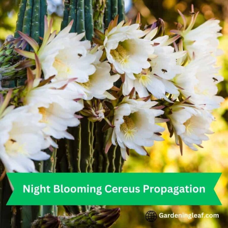 Unlock the Secrets Propagation of Night Blooming Cereus