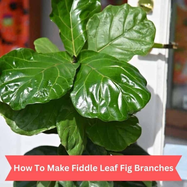 Unlock The Secret: How To Make Fiddle Leaf Fig Branches