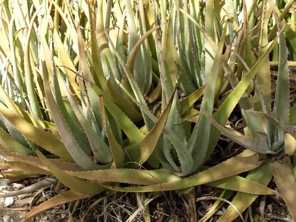 What Does an Underwatered Aloe Plant look like