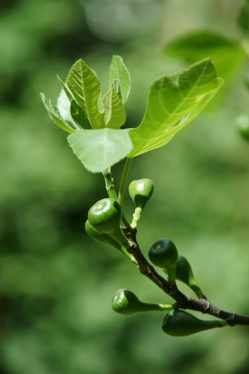 How To Propagate Fig Tree Cuttings In Water A Beginner's Guide