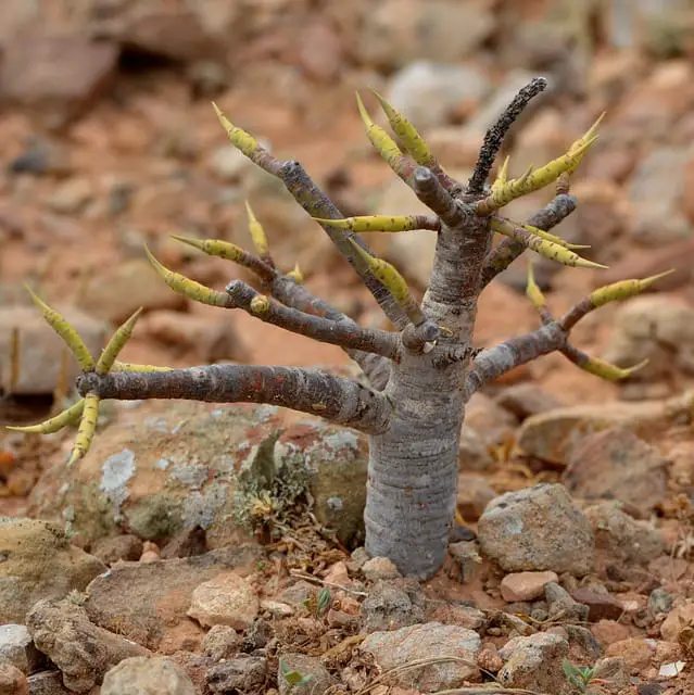 fig tree