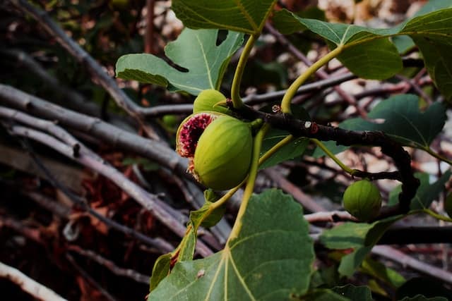 fig tree