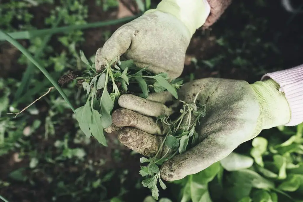 how long after weed killer can you plant grass seed